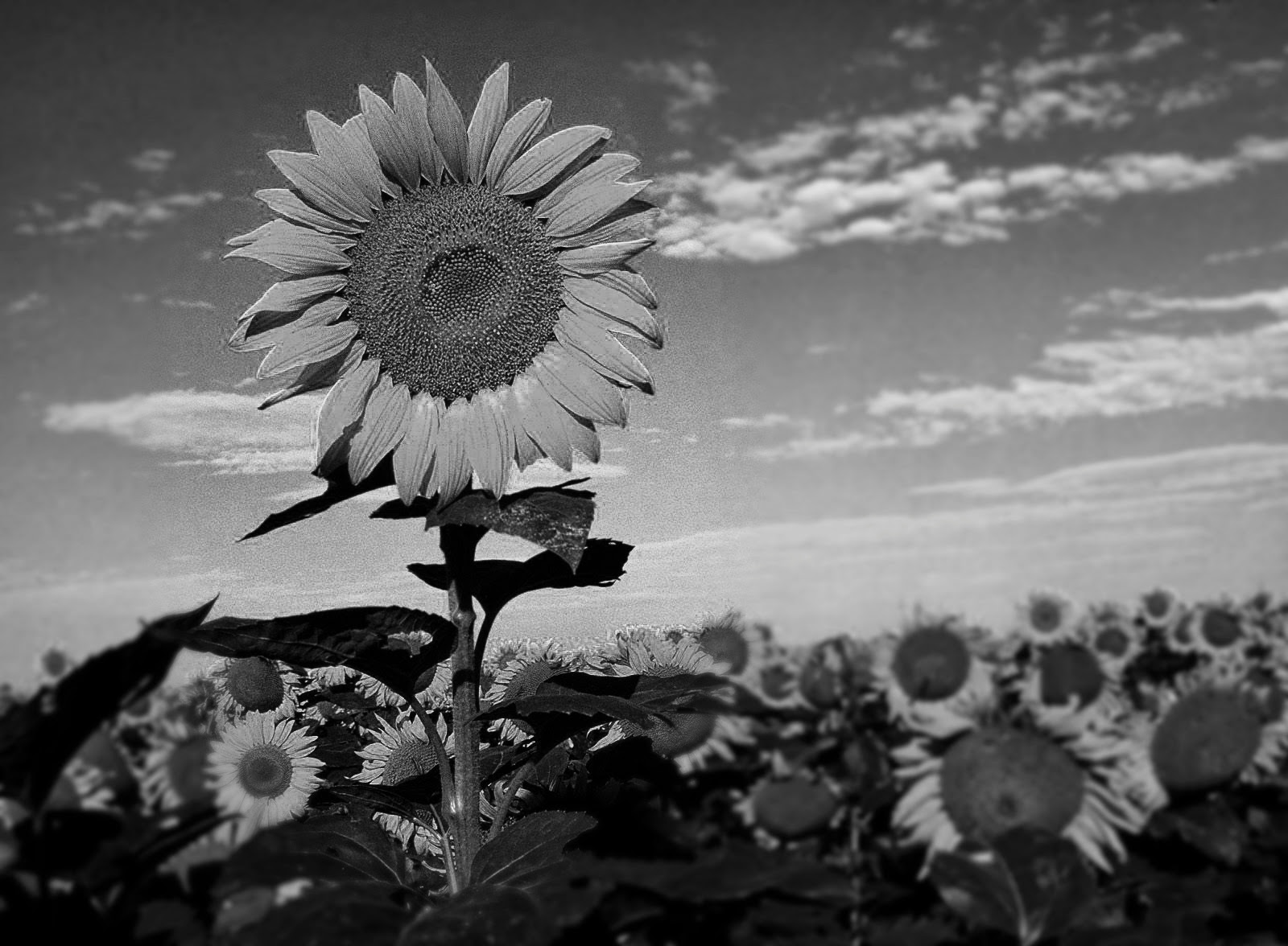 Gambar Bunga Matahari hitam Putih IV : Kumpulan Gambar 