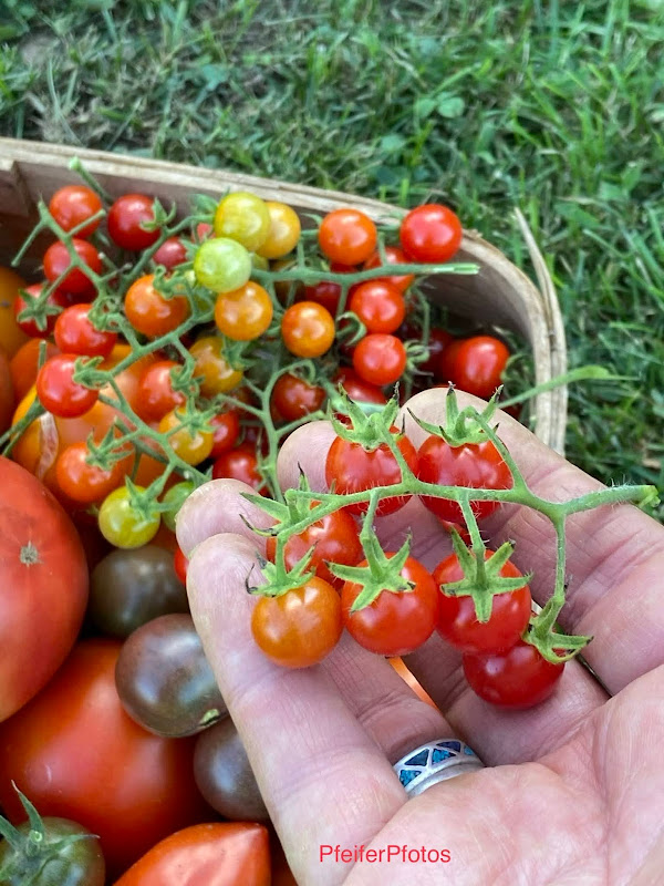 Matt's Wild Cherry (Heirloom)