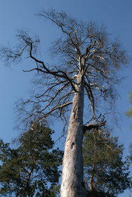 сосна, Сырецкий парк