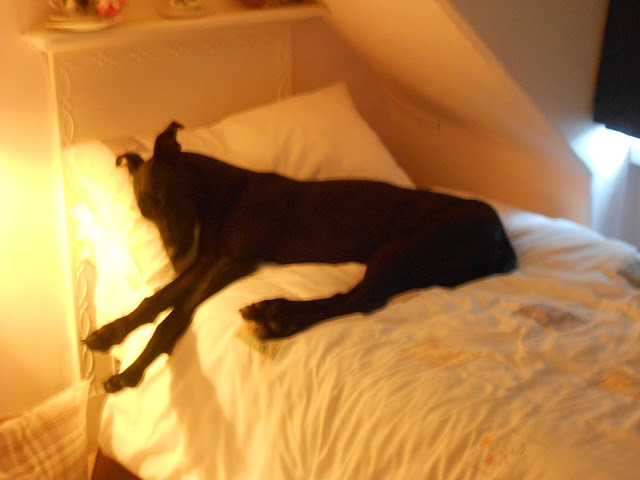 A picture of a black lurcher dog sleeping on a cosy bed.