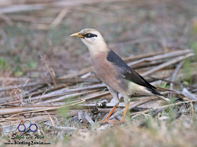 Burmese Myna