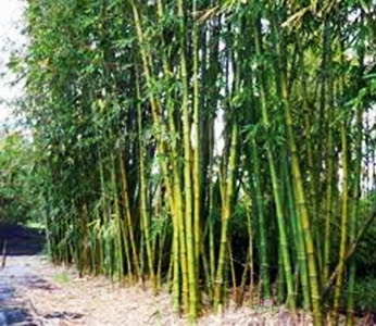 Tulisan Calon Petani Bambu Tanaman Multiguna Pencipta 