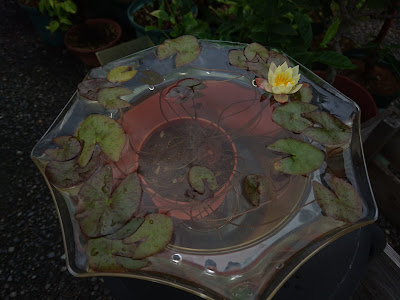 姫睡蓮の育て方 植え替え 成長 花が咲く メダカの大工