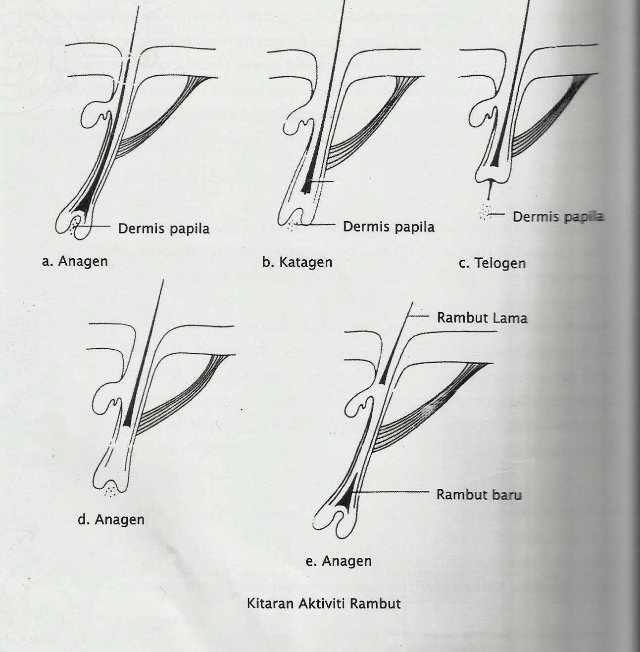 MIZZ ZERYN PENGENALAN RAMBUT  DAN KULIT KEPALA