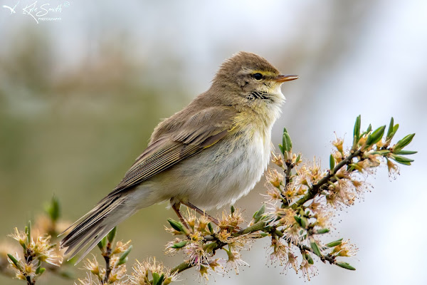 Willow warbler