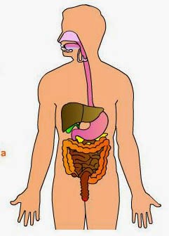 Sistem Pencernaan Makanan Pada Manusia - Spensa Malang