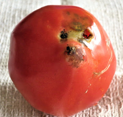 Cendrillon, tomate