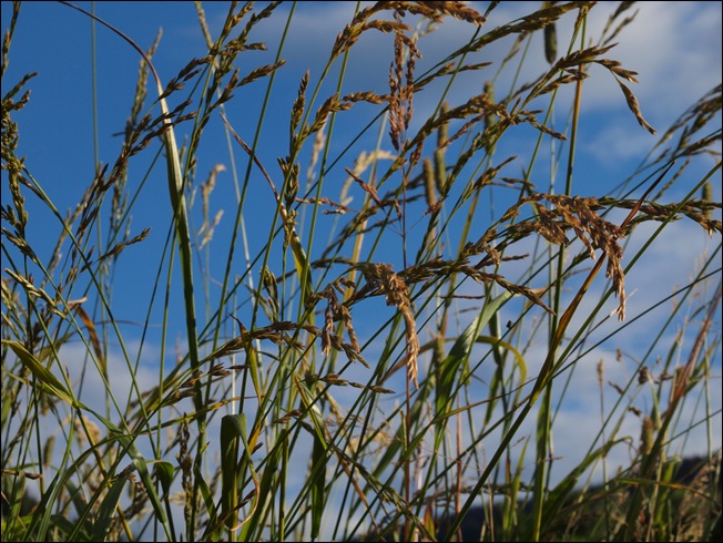 P7238682
