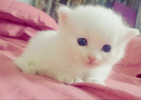 Funny cats - part 91 (40 pics + 10 gifs), cute tiny white kitten