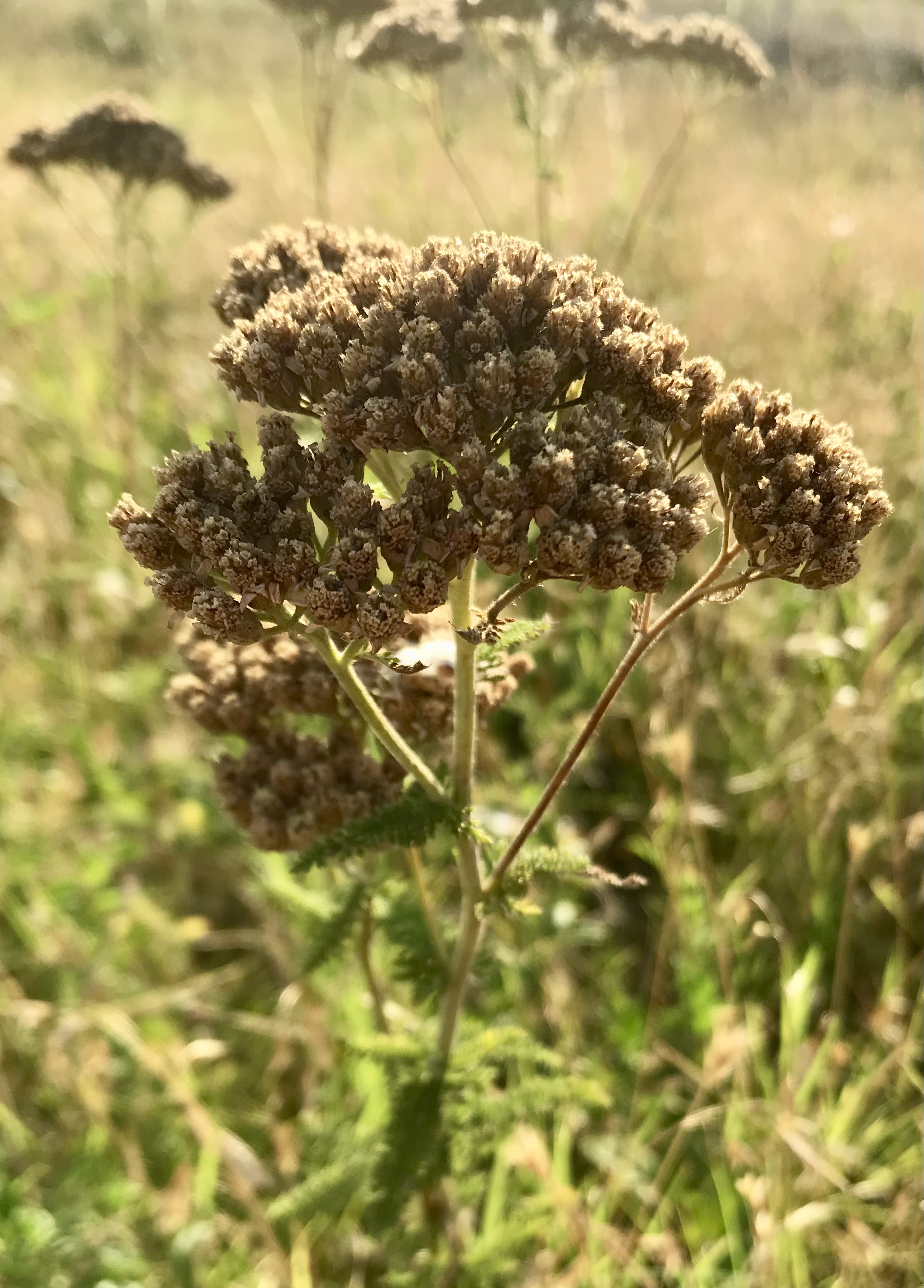 The Essex BioBlitz 2022's Journal · iNaturalist