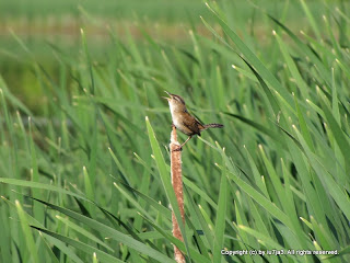 Marsh Wren