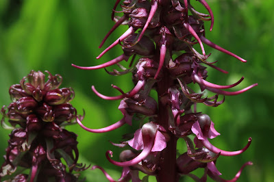 Pedicularis groenlandica - Elephanthead Lousewort