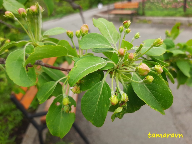 Яблоня маньчжурская (Malus mandshurica)