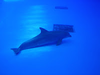 Veracruz Aquarium