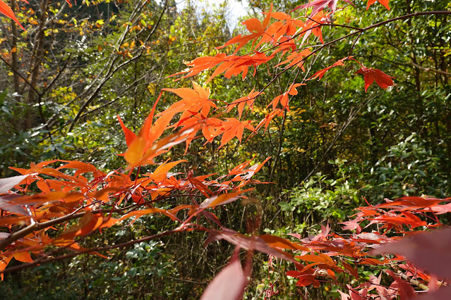 鳥取県西伯郡南部町下中谷 緑水湖 遊歩道 モミジの紅葉