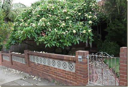 Plumeria tree