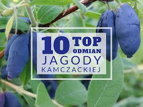 owoce jagody kamczackiej