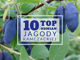 owoce jagody kamczackiej