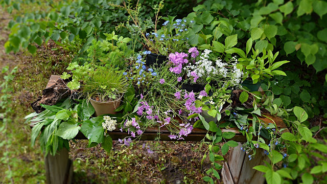 The wooden bench is now generously covered with a number of potted plants- some in flower, some with varying textures, sizes and colours of foliage, bits of weathered branch and root as well as stones are placed between the pots, along with cut leafy branches and stems of many sorts and a few flowering stems. A couple of pots with foliage have also been places on the ground beside the bench.