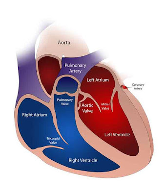 Differences between Cardiac arrest and Heart Attack in Punjabi