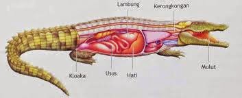  Sistem  Pencernaan pada Reptil 