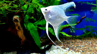 Angelfish 4K Ultra HD Wallpaper