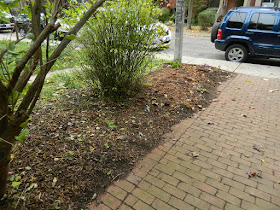 Toronto Paul Jung Gardening Services The Annex Front Garden Fall Cleanup after