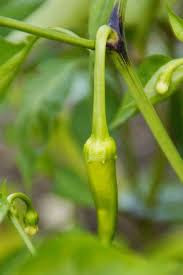 About chilli plant in Hindi