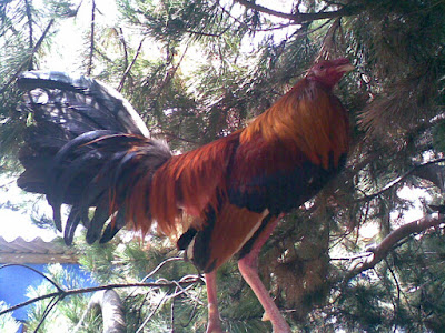 gallo colorado en un arbol despues de su mas reciente pelea