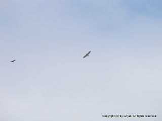 Red-Tailed Hawk