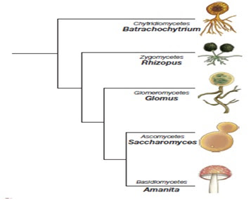  berasal dari bahasa Latin yaitu fungus sedangkan dari bahasa Jerman yaitu sphongos  Pintar Pelajaran Fungi : Struktur Sel, Dinding Sel, Organel, Contoh, Hifa, Yeast, Khamir, Kapang, Cendawan, Bentuk