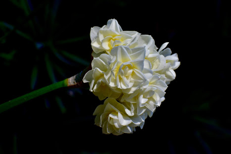 white flower contrast