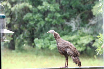 poult on a railing