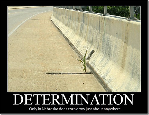 Corn Determination
