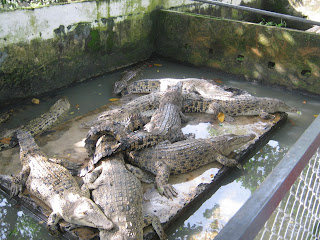 Penangkaran Buaya Asam Kumbang