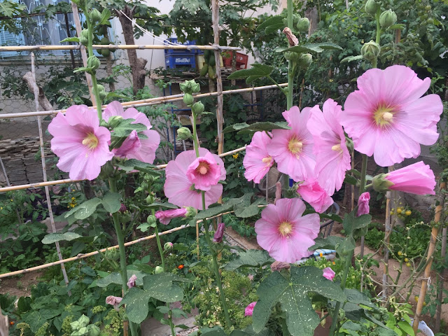 Hollyhocks range in height from 3 to 8 feet, depending on the cultivar and the growing conditions. These tall flowers are ideal along fences, or planted against buildings and if you live in a windy location, they often need some support to keep them upright.