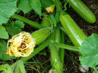 courgette TOP  KAPI