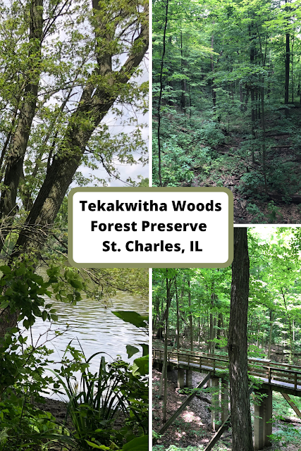 Soaking in Nature's Emerald Hues at Tekakwitha Woods Forest Preserve