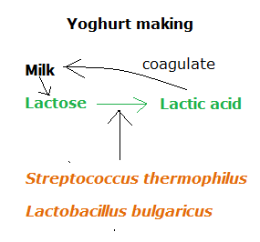# 36 Using microorganism in making yoghurt and single cell protein ... - Yoghurt+making+lactiD+aciD