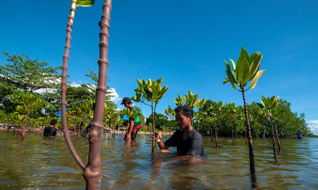 Volunteers plant mangroves in Indonesia