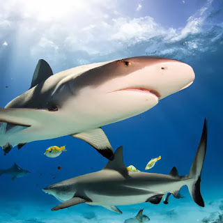 اسماك القرش: الخطر الصيفي على السواح