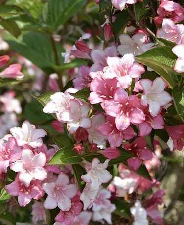 Weigela Florida Plant Care Growing Guide and Tips