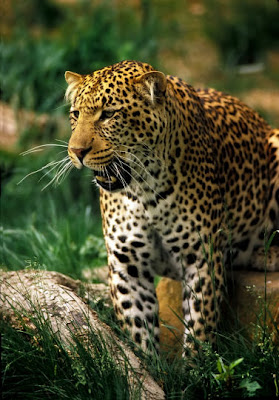 jaguar big cat