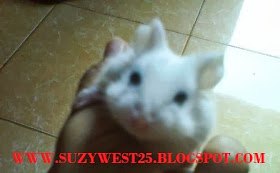 KUCING LUCU