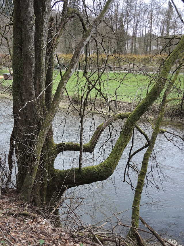 Bouillon: into the woods