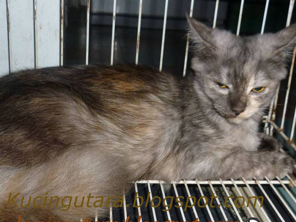 Kucing Utara: January 2012