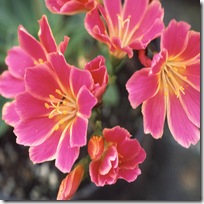 LEWISIA 'BRIGHT-EYES'