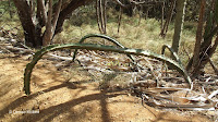 Arch-forming cactus - Koko Crater Botanical Garden, Oahu, HI