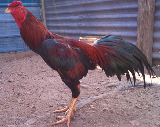 MAYXINZ GAMEFOWLS FARM