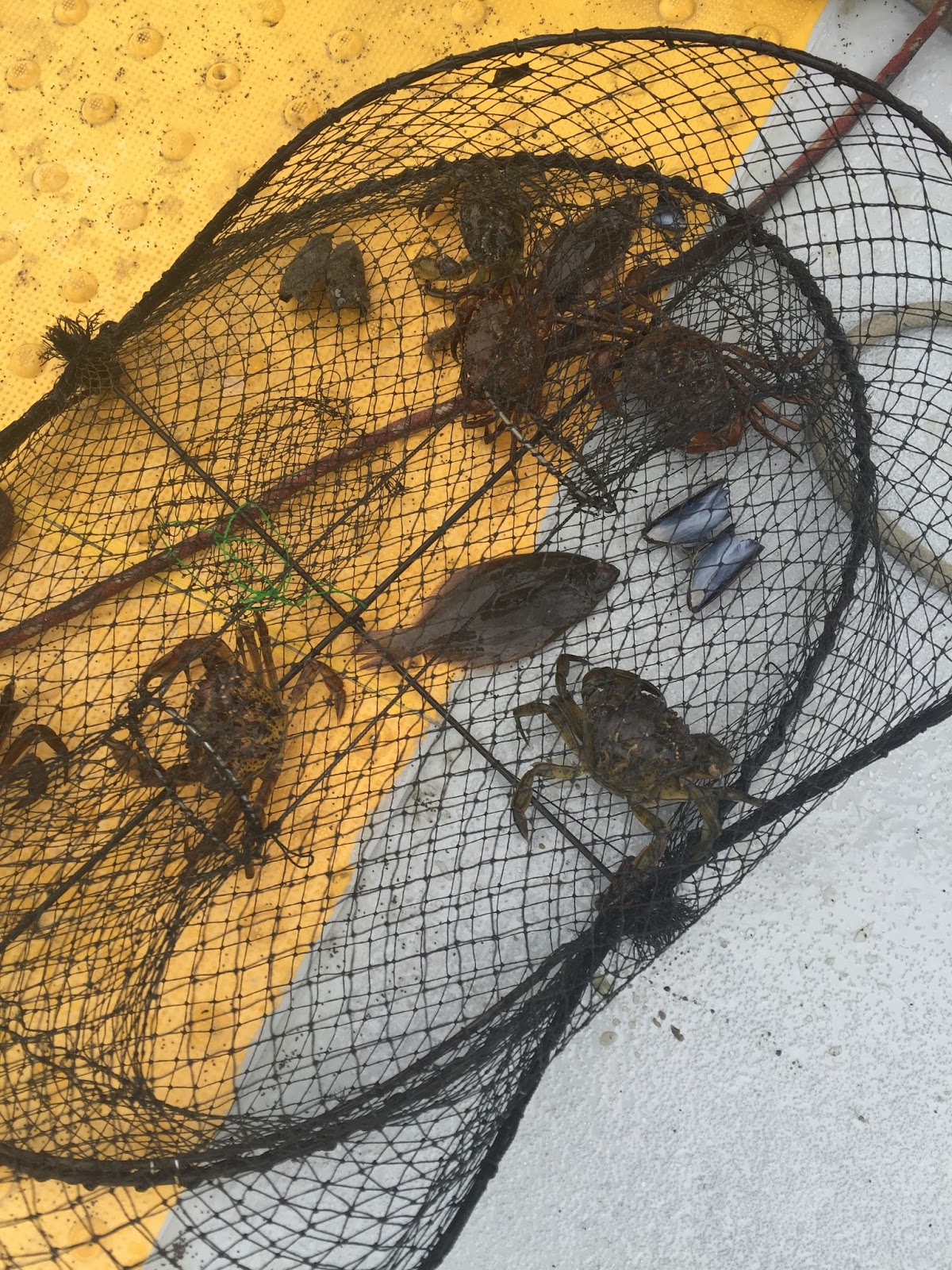 Sea, Sand and Sky: Catching Flounders At Piers Park!